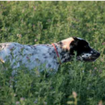 Cane da caccia, di nome Menta, su quaglia durante battuta
