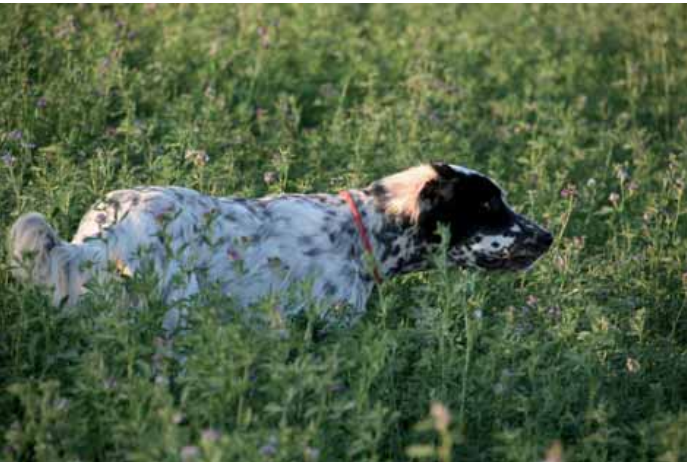 Cane da caccia, di nome Menta, su quaglia durante battuta