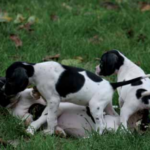cuccioli