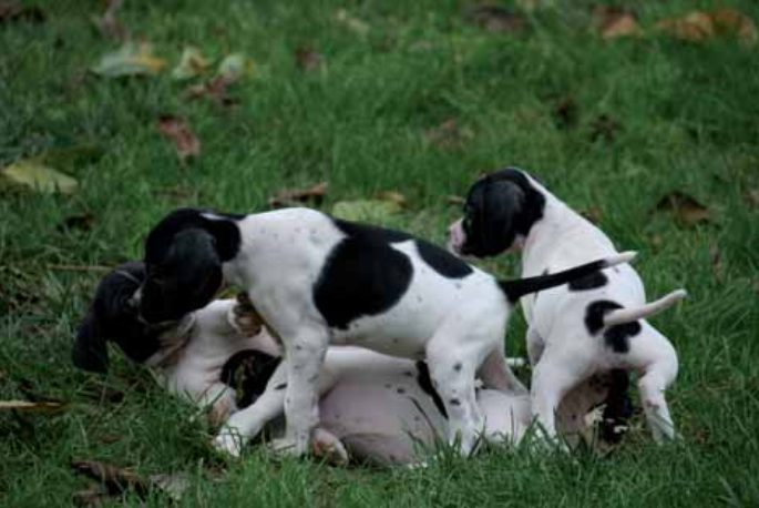 cuccioli