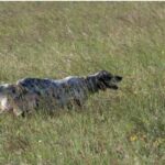 Cane da caccia in azione
