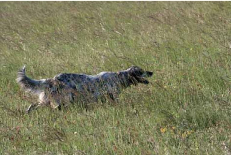 Cane da caccia in azione