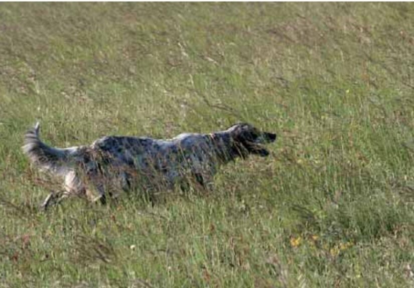 Cane da caccia in azione